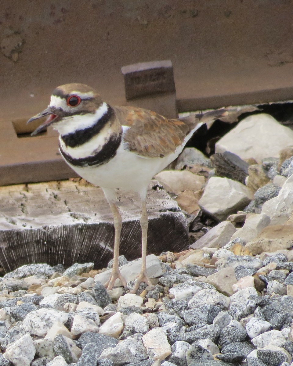 Killdeer - ML199643941