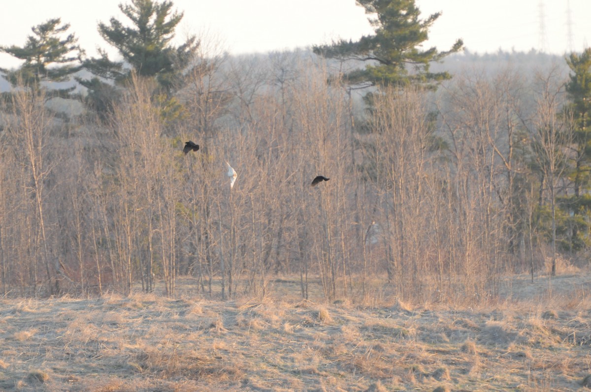 Short-eared Owl - Luc Girard