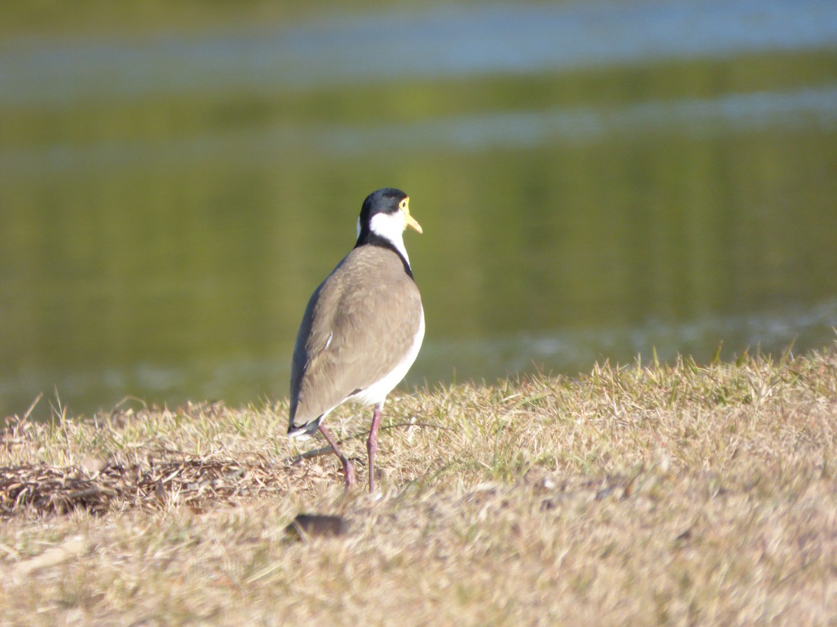 Masked Lapwing - ML199644381