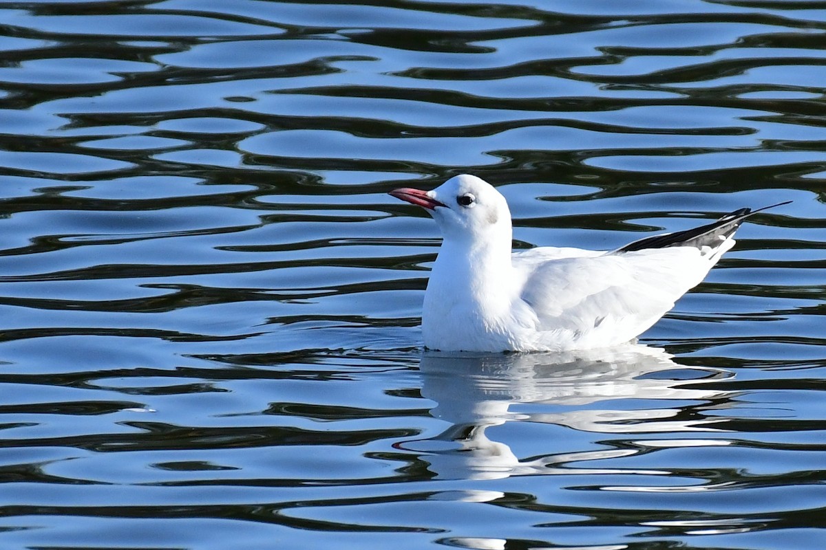 Black-headed Gull - ML199644591