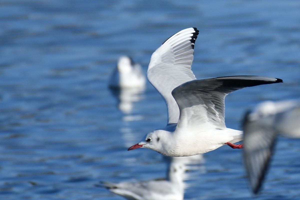 Mouette rieuse - ML199644631