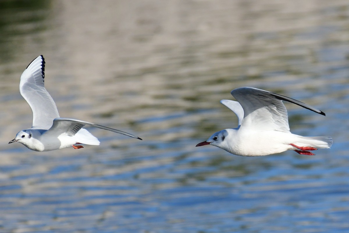 Mouette rieuse - ML199644651