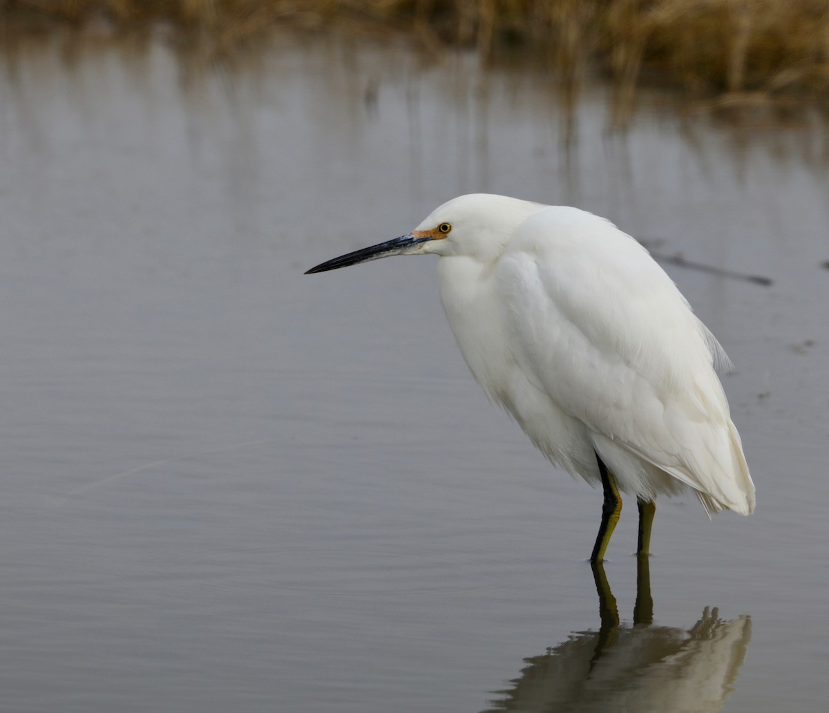 Snowy Egret - ML199645591