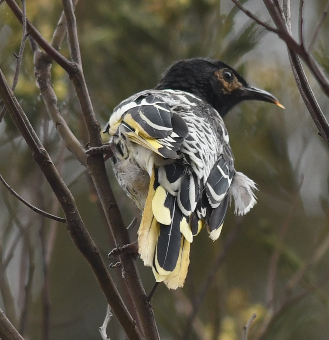 Regent Honeyeater - John Francis