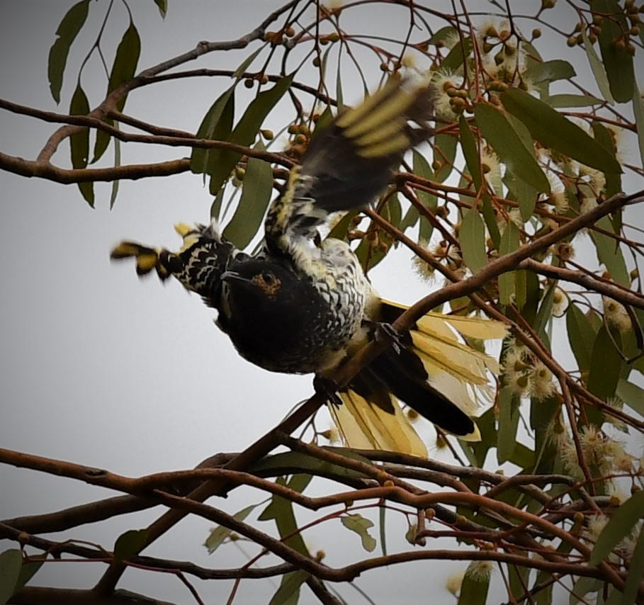 Regent Honeyeater - John Francis