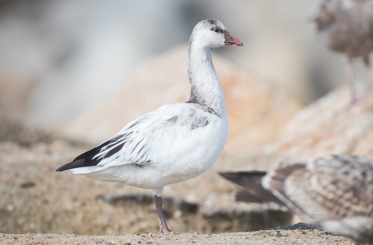 Ross's Goose - Blake Matheson
