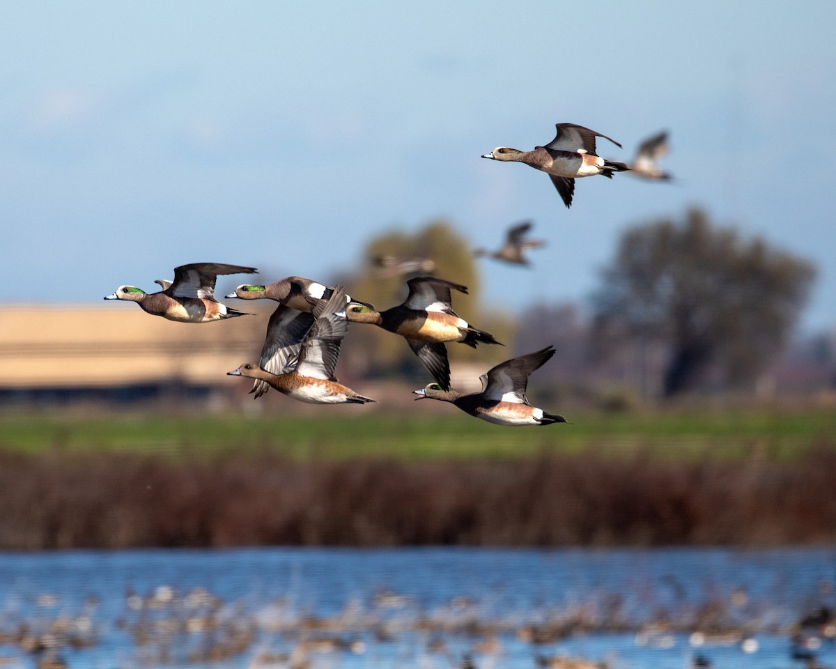 American Wigeon - ML199648221