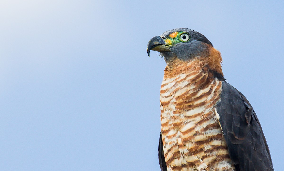 Hook-billed Kite - ML199648561