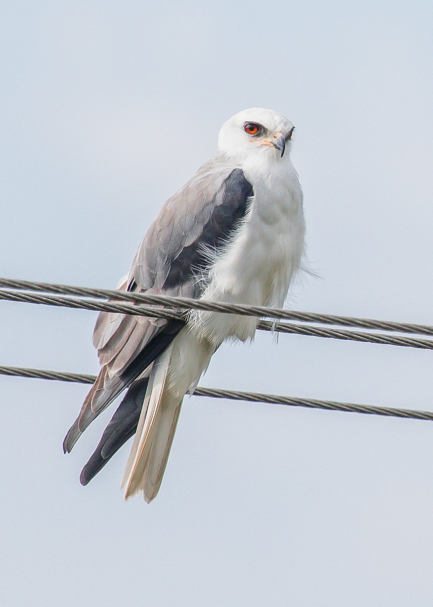 White-tailed Kite - David Monroy Rengifo
