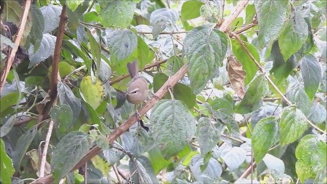 Brownish-flanked Bush Warbler - ML199648721