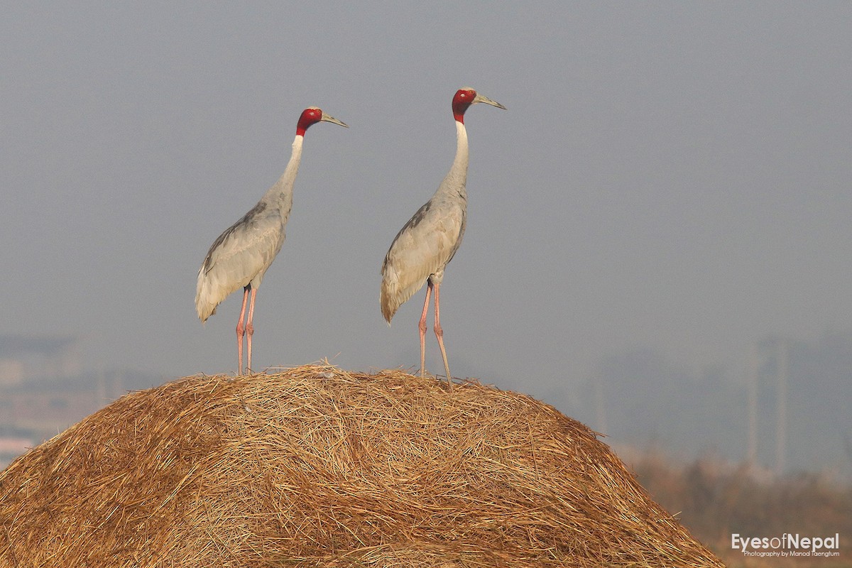 Sarus Crane - ML199650161