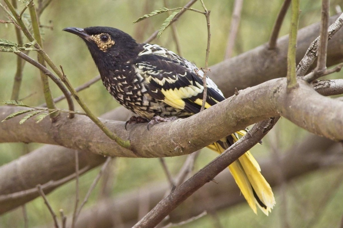 Regent Honeyeater - Duncan McCaskill