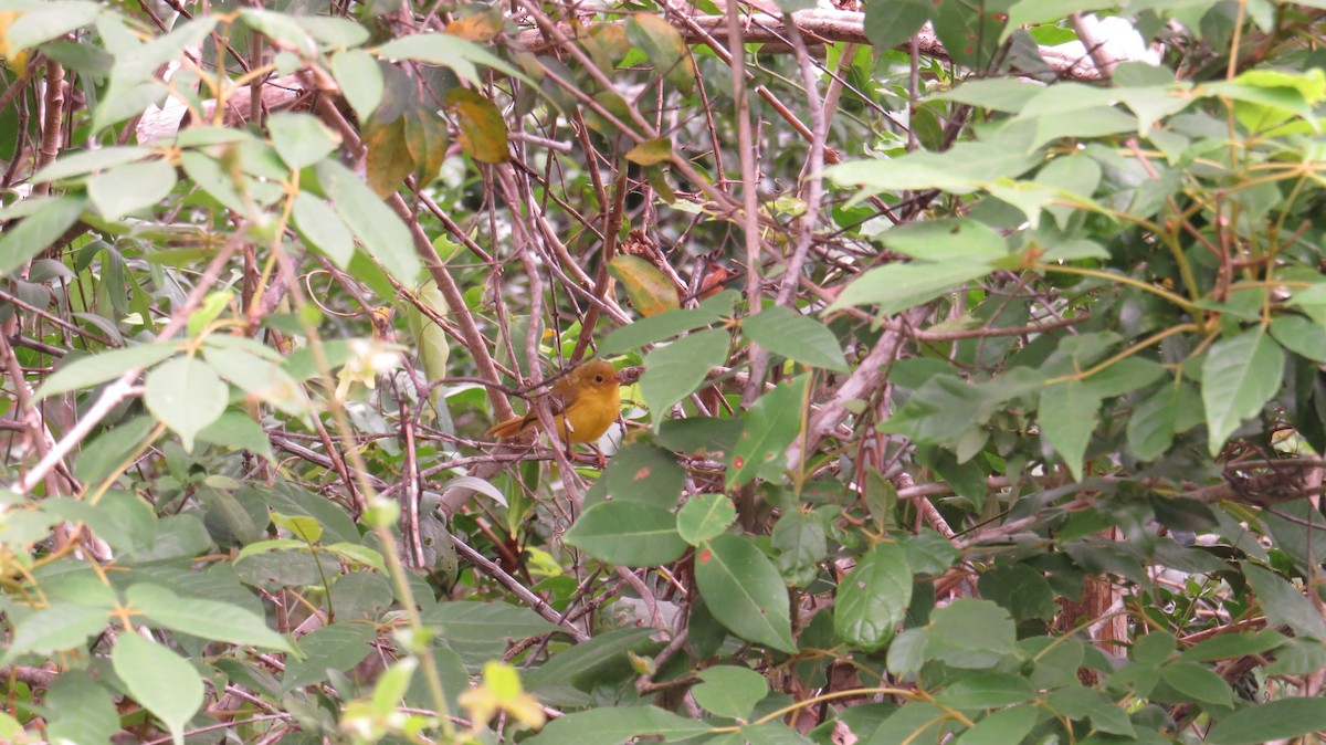 Yellow Flycatcher - Mwangi Gitau.