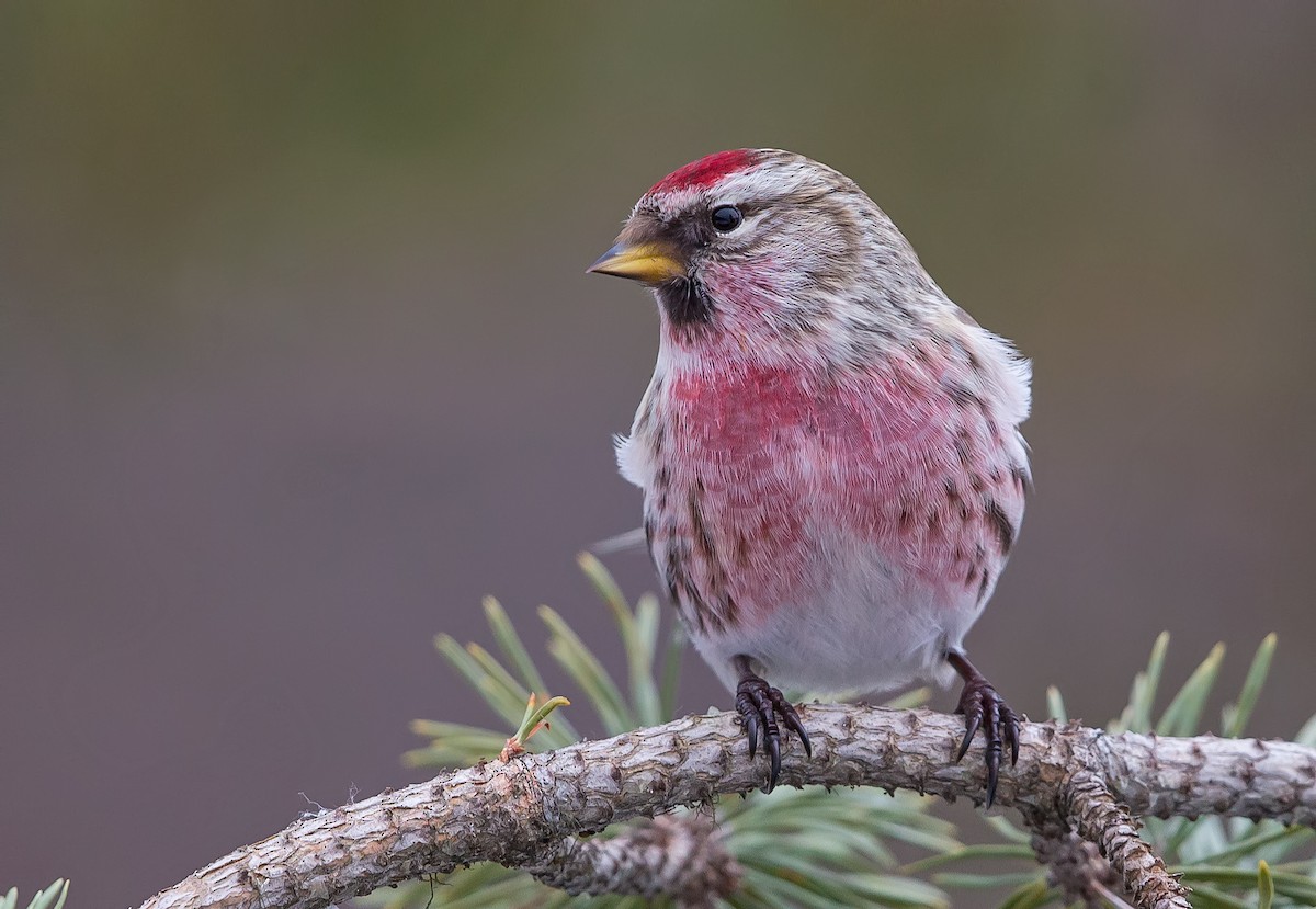 Common Redpoll - ML199652201