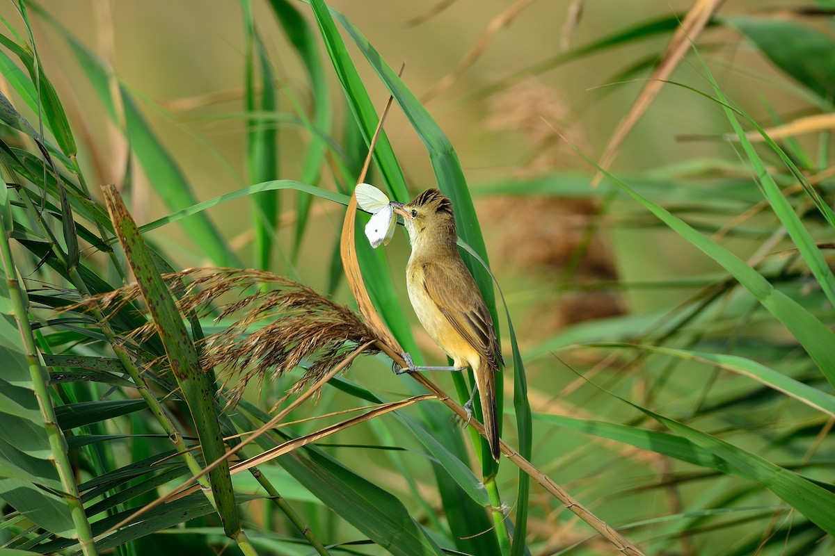 Oriental Reed Warbler - Weber Tsai