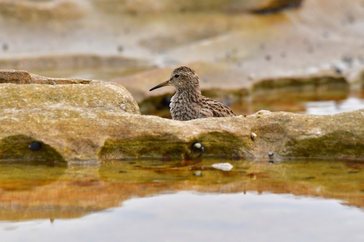 Pectoral Sandpiper - Yolande Lebreux