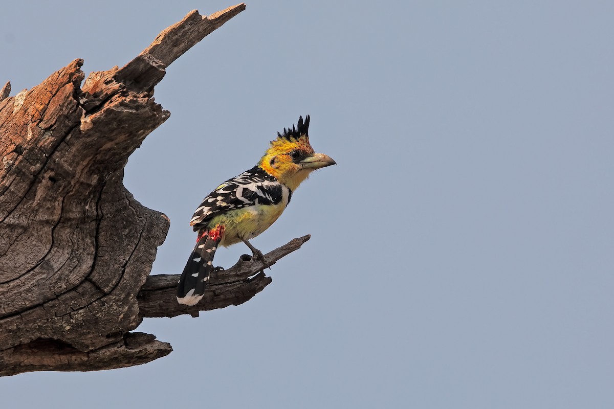 Crested Barbet - ML199655941