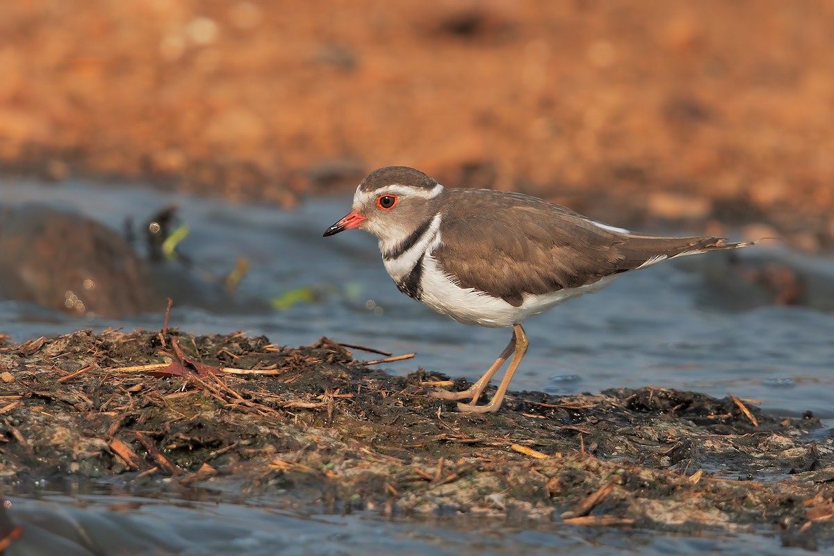 Three-banded Plover - Marco Valentini