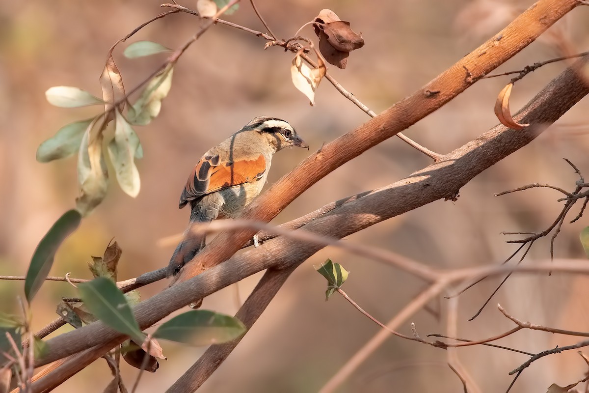 Brown-crowned Tchagra - ML199656171