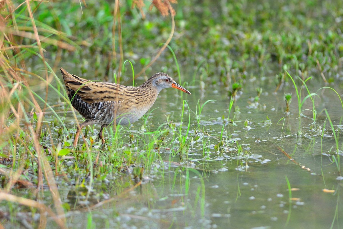 Brown-cheeked Rail - ML199656271