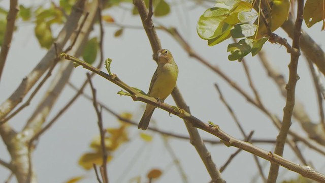 Grassland Yellow-Finch - ML199658001