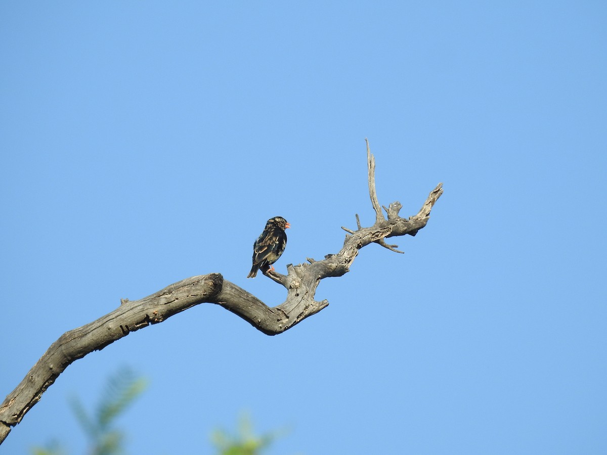 Viuda Senegalesa - ML199658501