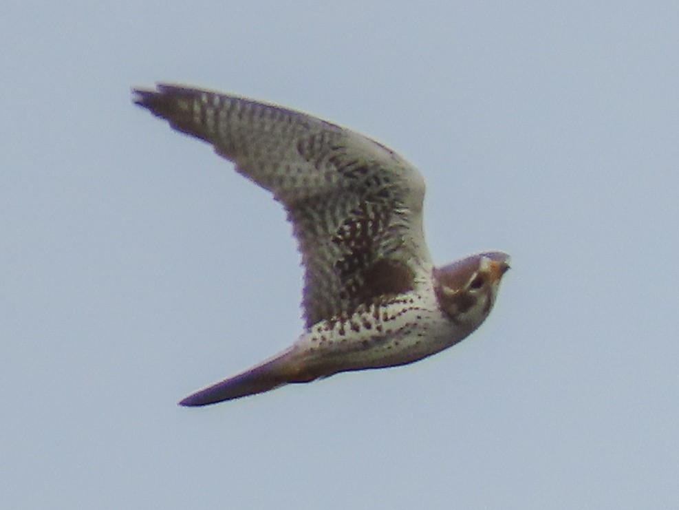 Prairie Falcon - Barry Langdon-Lassagne