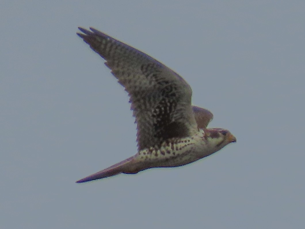 Prairie Falcon - Barry Langdon-Lassagne