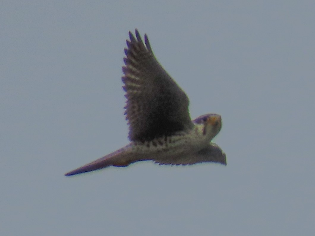 Prairie Falcon - ML199658861