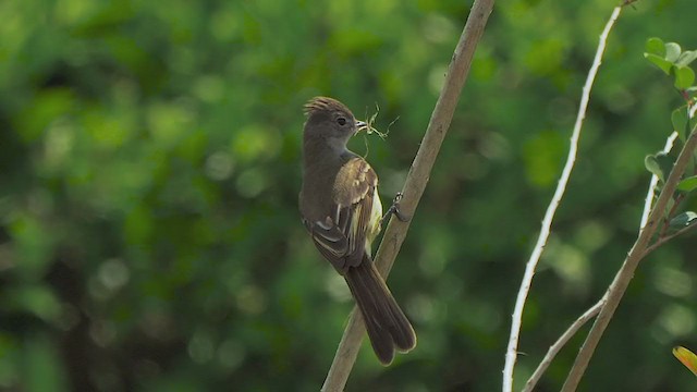 Brown-crested Flycatcher - ML199659131