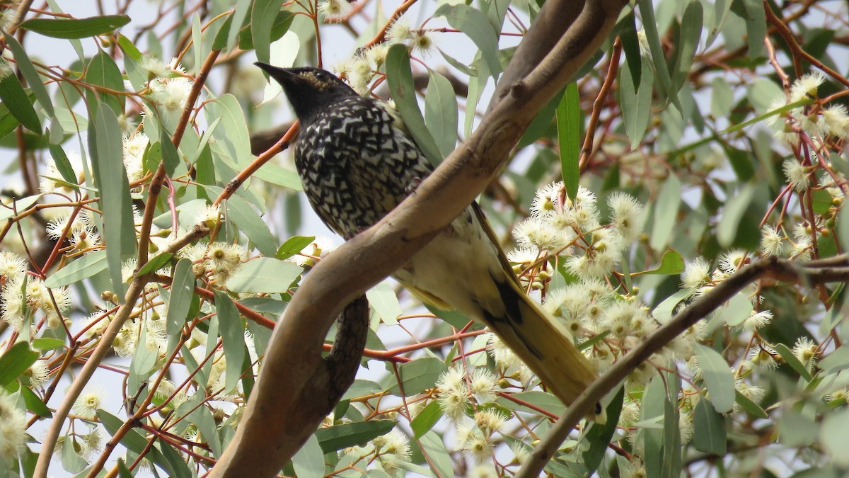 Regent Honeyeater - Ash Allnutt