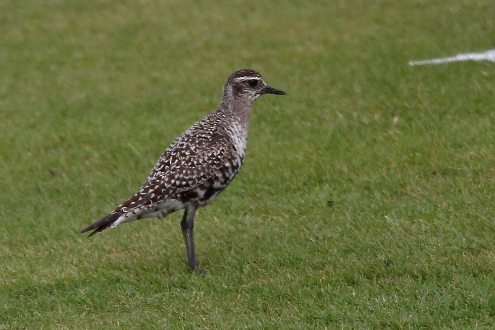 American Golden-Plover - ML199661631