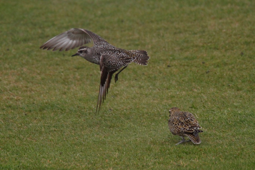 American Golden-Plover - Graeme Risdon