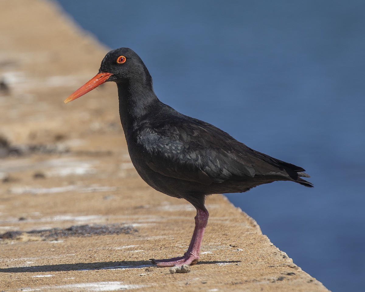 African Oystercatcher - Paul Farrell
