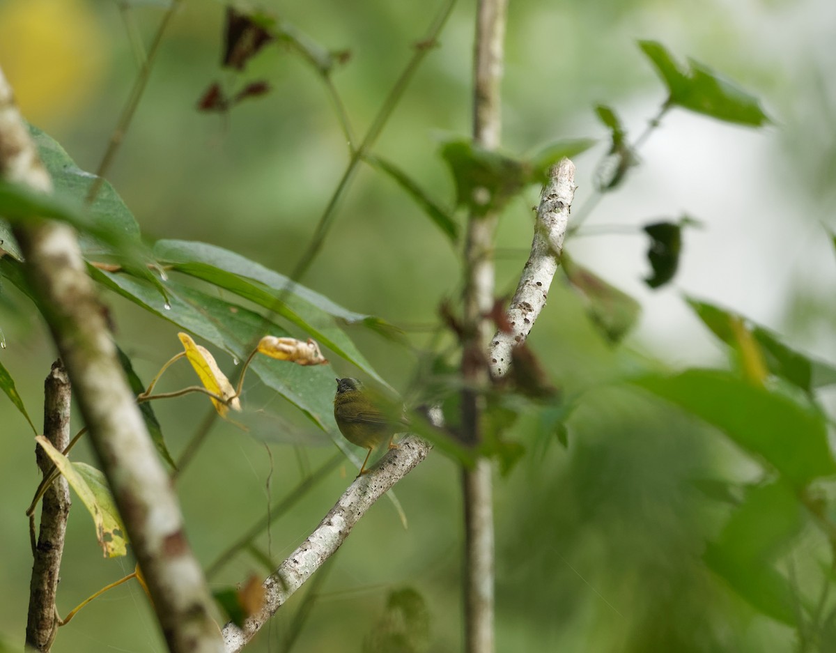 Gray-crowned Warbler - boby yuan