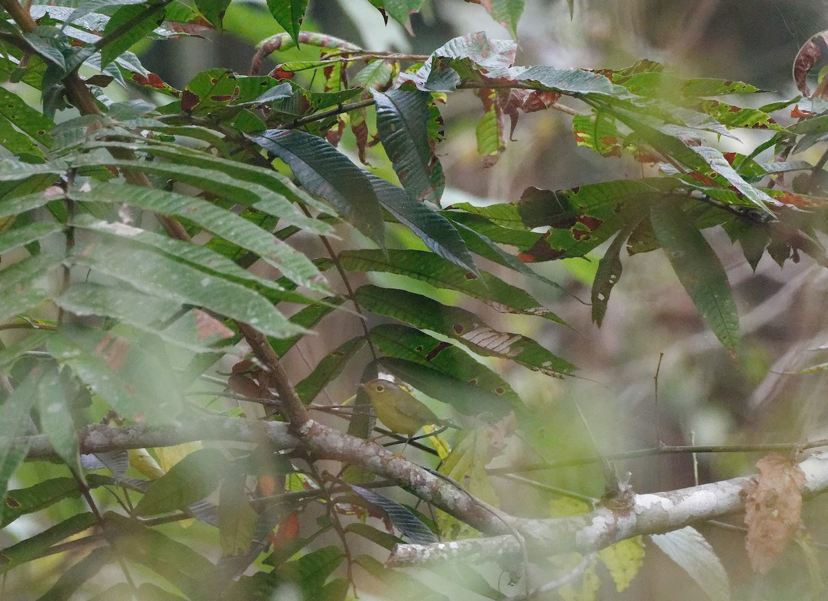 Gray-crowned Warbler - boby yuan