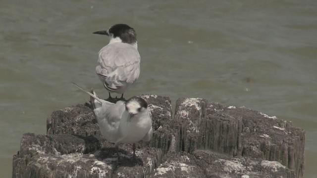 White-fronted Tern - ML199662451