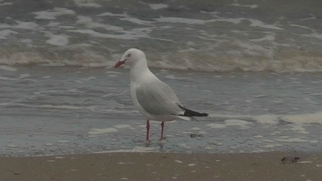 Mouette argentée - ML199662471