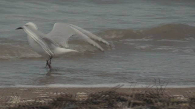 Gaviota Maorí - ML199662571