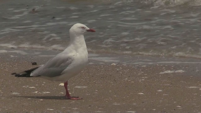 Mouette argentée - ML199662591