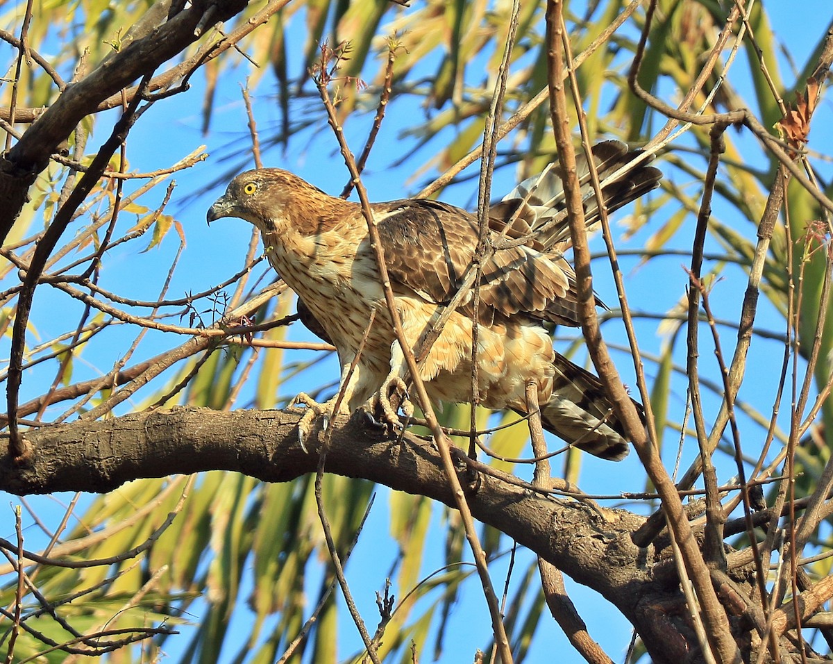 Oriental Honey-buzzard - ML199665281