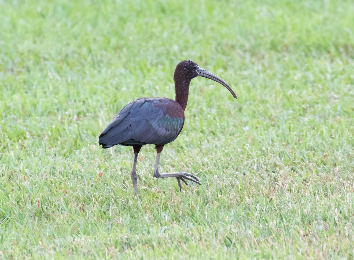 ibis hnědý - ML199666061