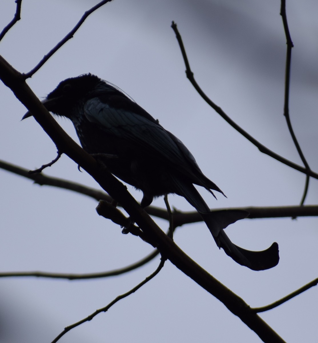 Hair-crested Drongo - ML199666881