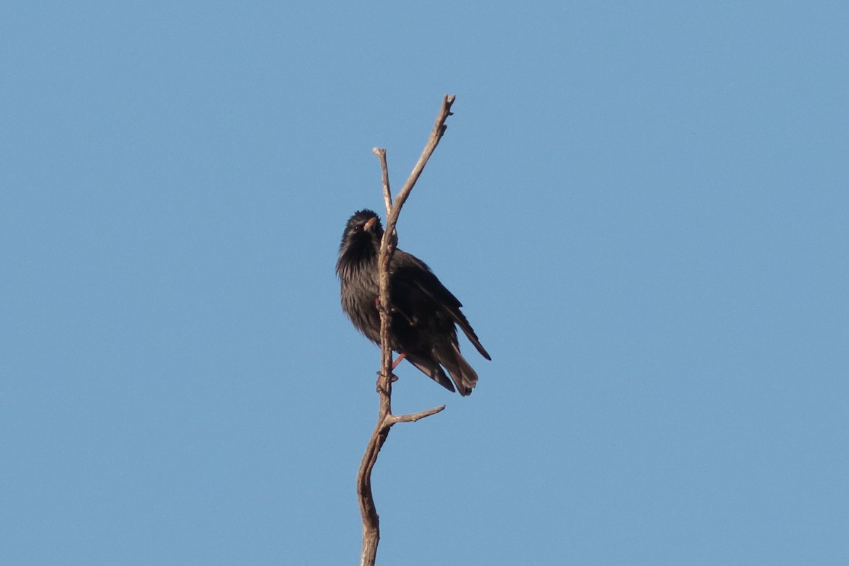 Spotless Starling - ML199667581