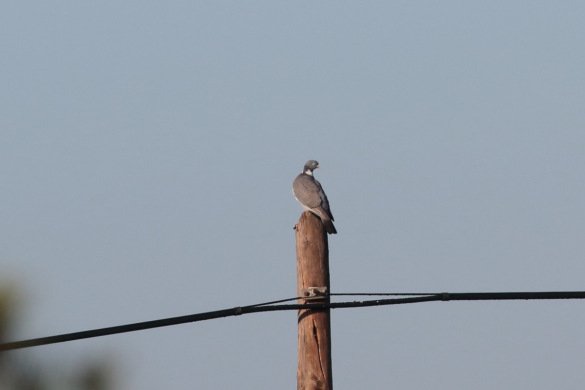 Common Wood-Pigeon - ML199667761