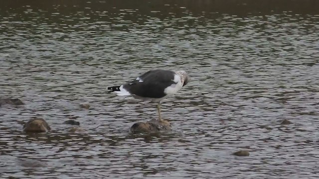 Yellow-legged Gull - ML199667791