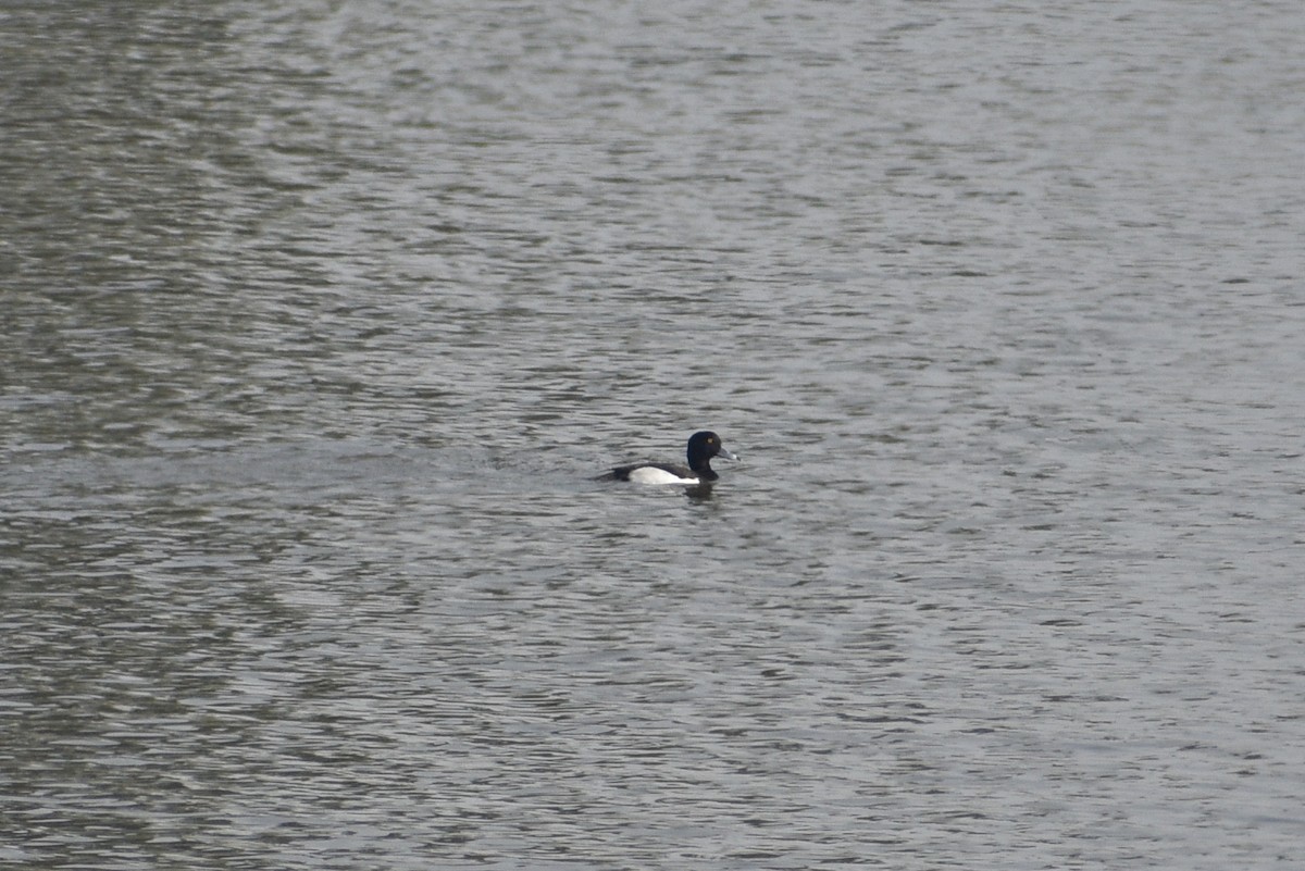 Tufted Duck - ML199667971
