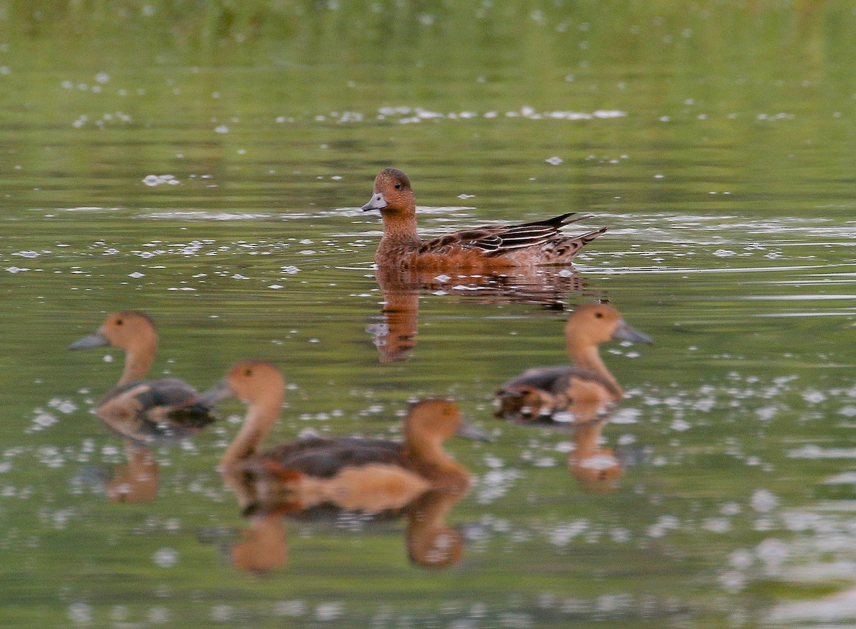 Eurasian Wigeon - ML199669281