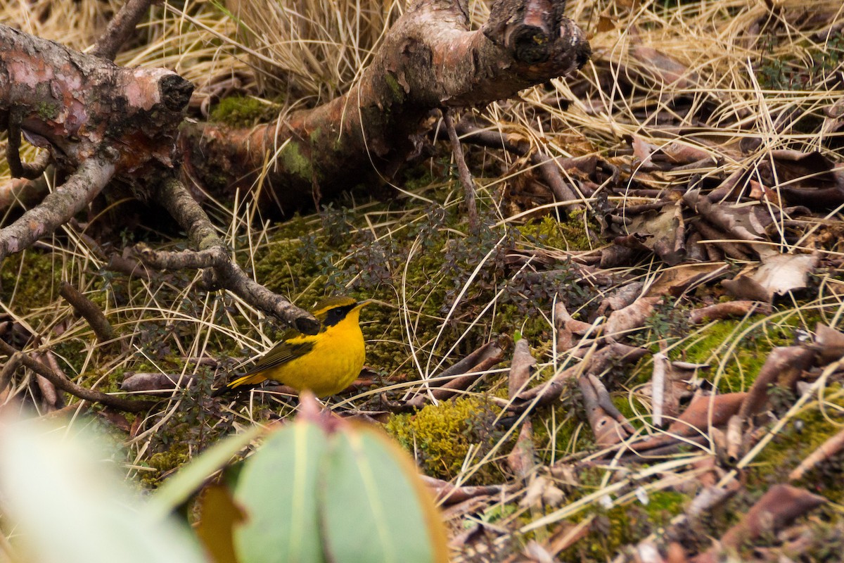 Golden Bush-Robin - ML199669401