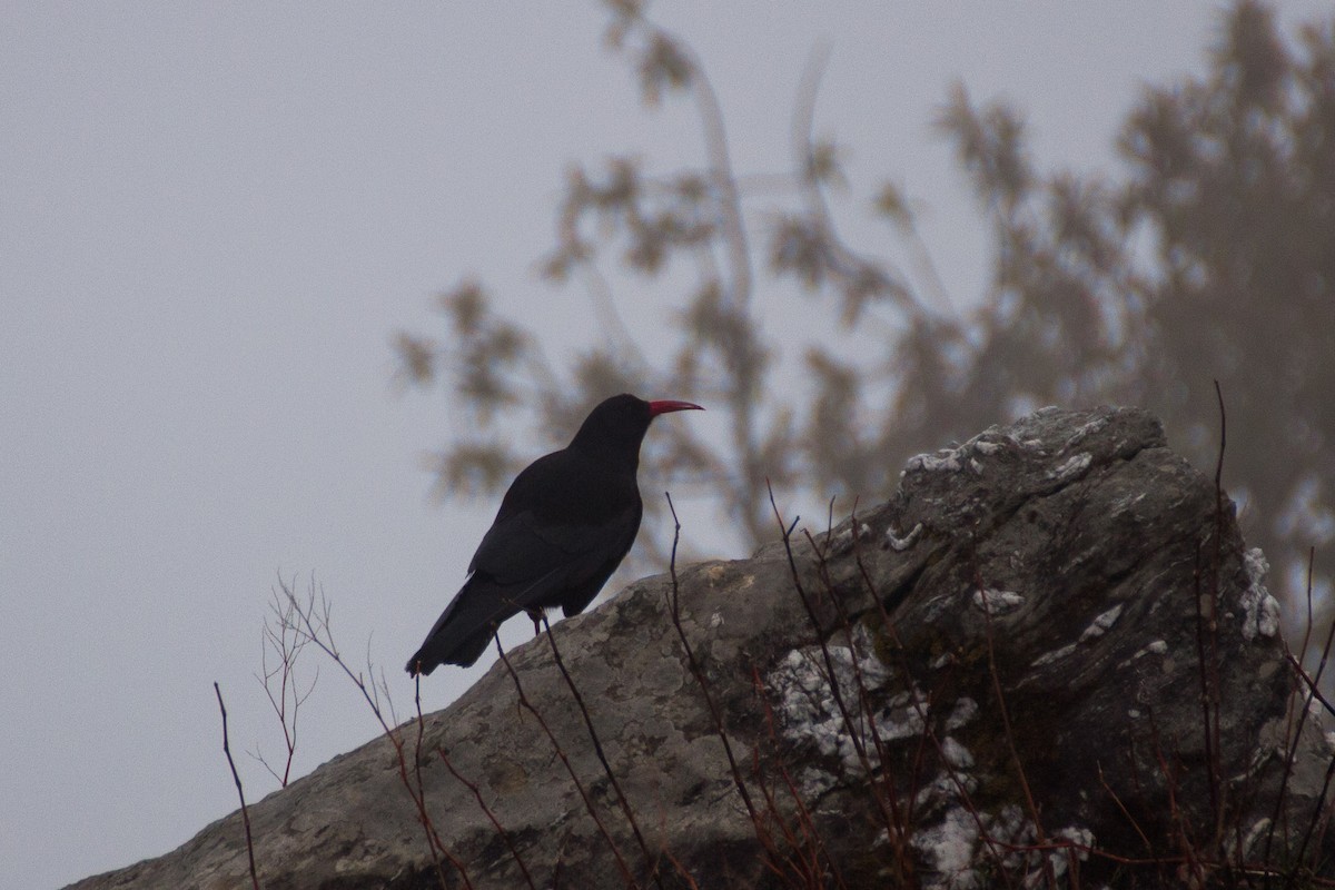 Red-billed Chough - ML199669451